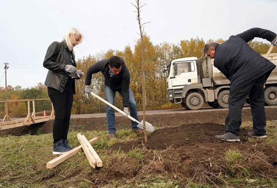Вдоль автодороги Калининград – Полесск высадят более 700 деревьев